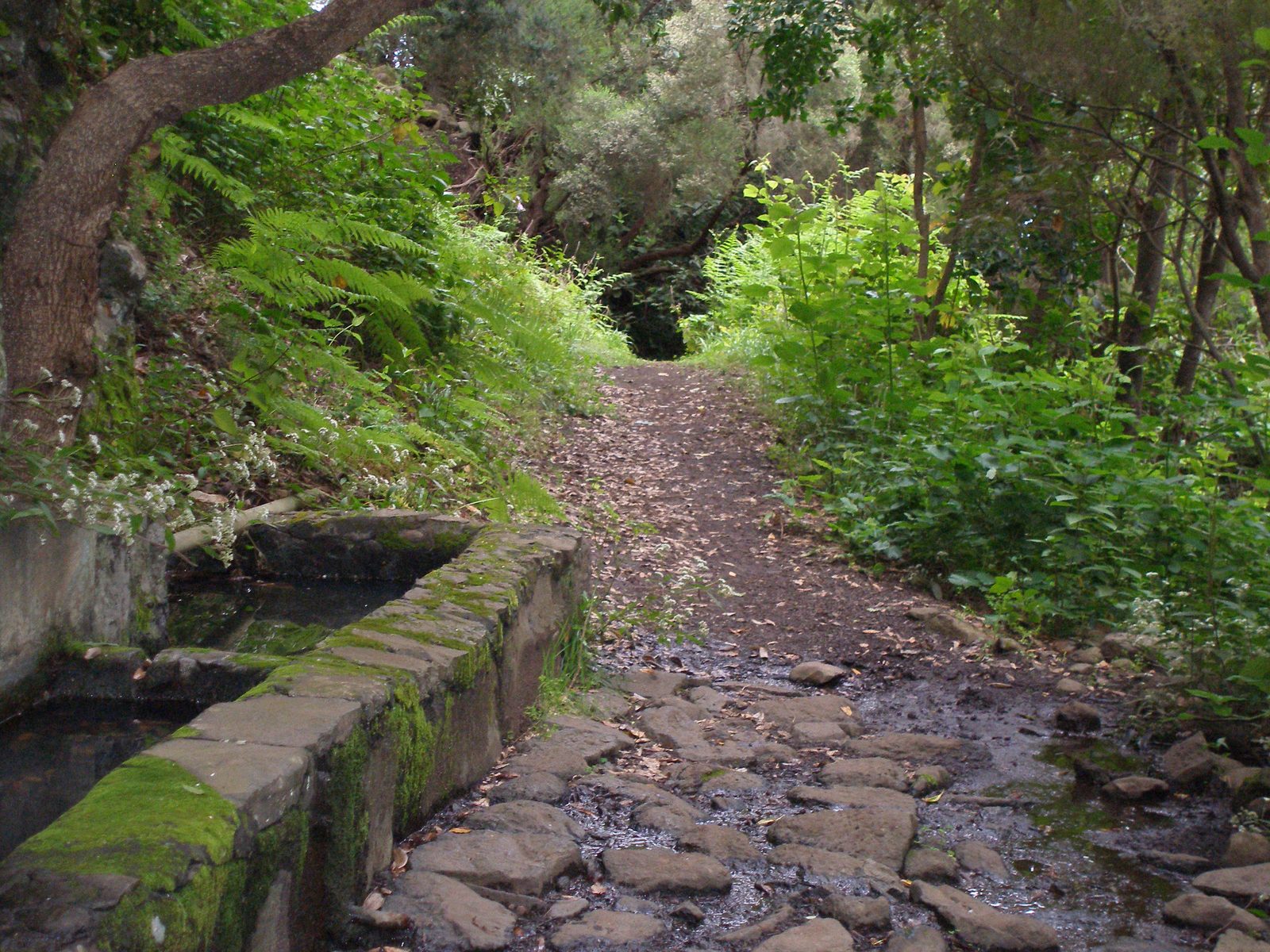 Sendero, La Palma